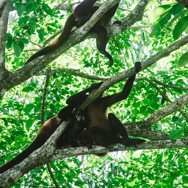20 Amazing Things To Do in Costa Rica - Images Mobile 06